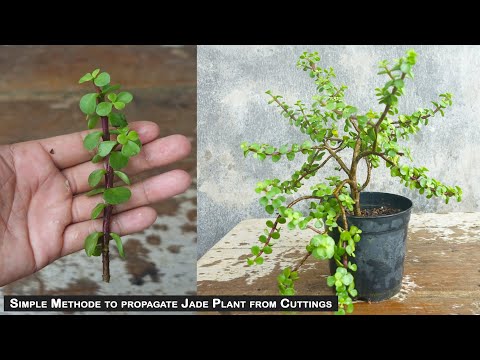 Grow Jade plant from cuttings easy method | How to grow jade plant