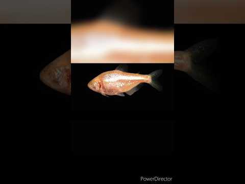 अंधी मछली || Blind Cave Fish || Blind Cave Tetra || #shorts  #blindcavefish #blindcavetetra