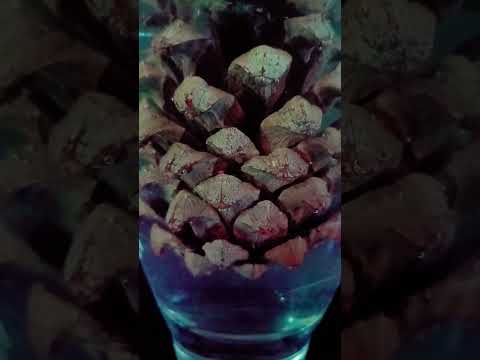 Hot Water Effecting Pine Cone#trending #scienceexperiment#ytshorts #shortsvideo #science #experiment