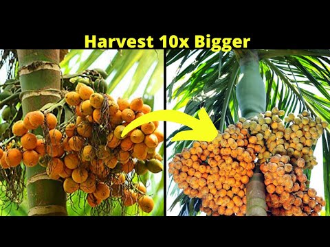 How to Increase Harvest without Expanding Agricultural Land | How to grow Crops 10X Bigger