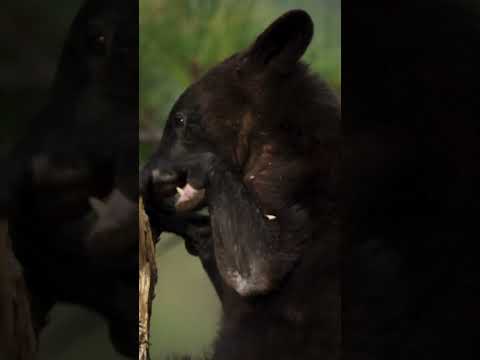 Nothing will stop this bear from his acorn feast. #naturepbs #bear #bigbend #naturedocumentary