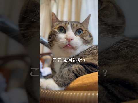 【表情が豊かな猫】突然おじさんが猫になったら…#cats #short#球太