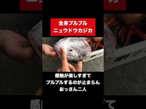 プルンプルンすぎる深海魚