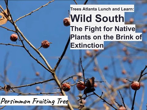 lunch and learn: wild south- the fight for native plants on the brink of extinction