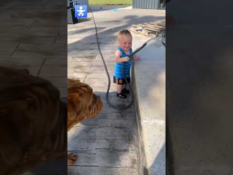 Funny_Baby_🥰_Laughing_Hysterically_At_Dog_Compilation_._#shorts_#babywithdog#viral #tiktok #cutebaby