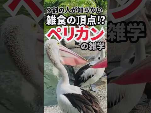 ９割の人が知らない雑食の頂点ペリカンの雑学　#Shorts 短い達人の教え #トリビア  #1分雑学 #動物