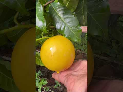 അബിയു മരങ്ങൾ പൂത്തപ്പോൾ | When the abiu trees blossomed. | Thodupuzha | Kerala | India #livekerala