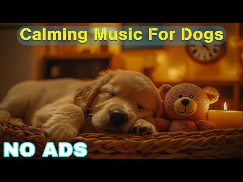 12 HOURS of Dog Calming Music for Dogs🦮💖Anti Separation Anxiety Relief Music🐶🎵Music for Dogs