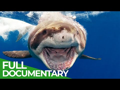 Sharks - The Ocean's Apex Predators | The Blue Realm | Free Documentary Nature