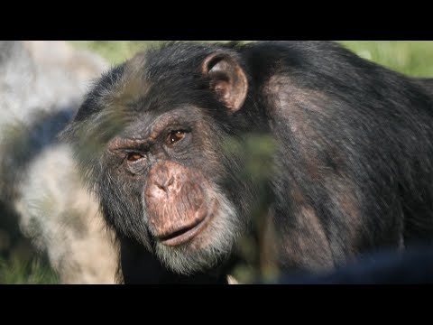 Animal Spotlight: Scooter, Chimpanzee