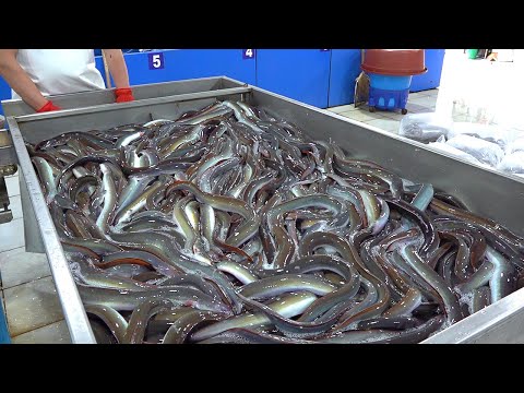 장어구이 Selling 6,000 Eels per month?! Amazing Charcoal-Grilled EEL & EEL BBQ - Korean street food