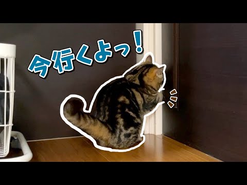 自力でドアを開けてママに甘えに行く猫が可愛すぎた…！