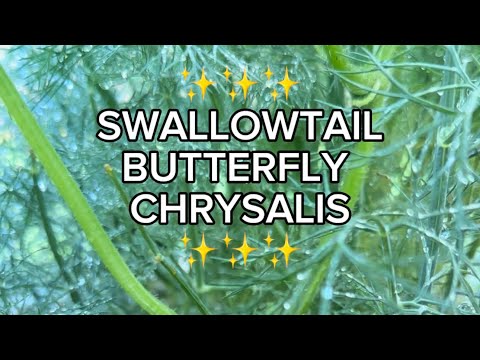 ✨SWALLOWTAIL BUTTERFLY CHRYSALIS✨