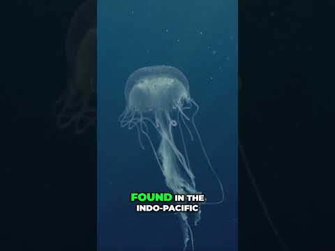 BOX JELLYFISH DEADLIEST Water animal #facts #oceanlife #jellyfish #deadly