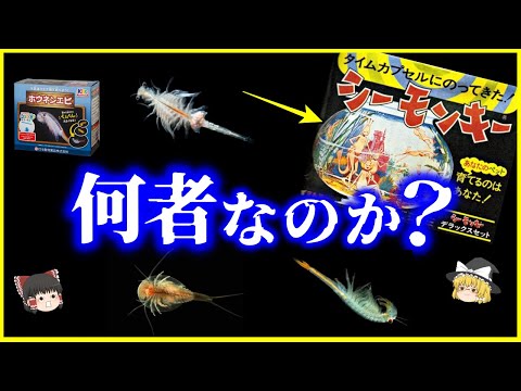 【ゆっくり解説】乾燥卵から何故生まれる…？飼育キットのあいつ、何者なのか？を解説/シーモンキー、アルテミア、カブトエビ、ホウネンエビ