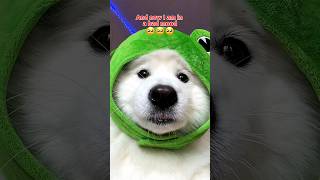 I need it to be Friday #funny #puppy #cute #tiktok #dogsofinstagram #dog #dogshorts