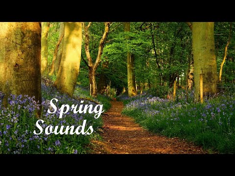 Spring Atmospheres ASMR (rainy gardens, flower meadows, bird songs, forest streams)