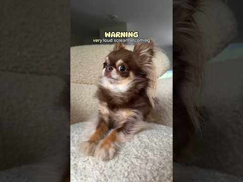 Terrifying Dog SCREAM 😳🔊/ Did she scare you?? 🫣