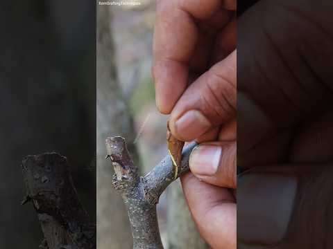 Fruit tree grafting #grafting