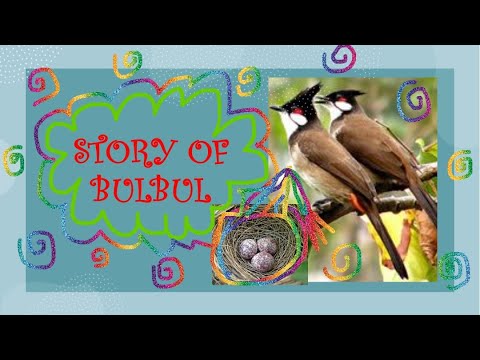 #BULBUL #SHORTS #BIRDS #BIRDSLOVER #BIRDSVIDEO #BIRDSVIDEOFOOTAGE #ANIMALLOVERS #animal #ANIMALVIDEO