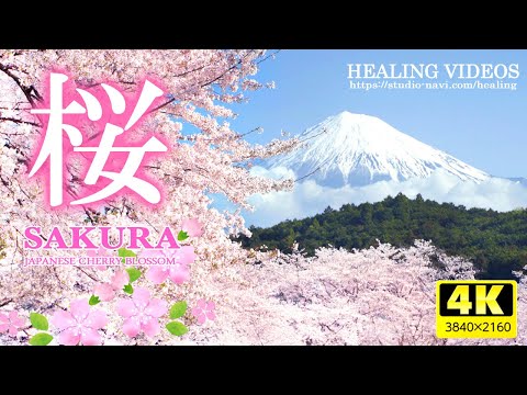 [Healing] Cherry blossoms in Japan / Birdsong, murmuring river sounds, gentle healing BGM