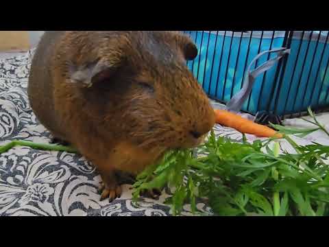 Guinea pigs girls enjoy carrot greens!