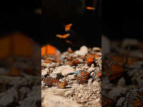 Witnessing MILLIONS of BUTTERFLIES migrating to MEXICO 🇲🇽