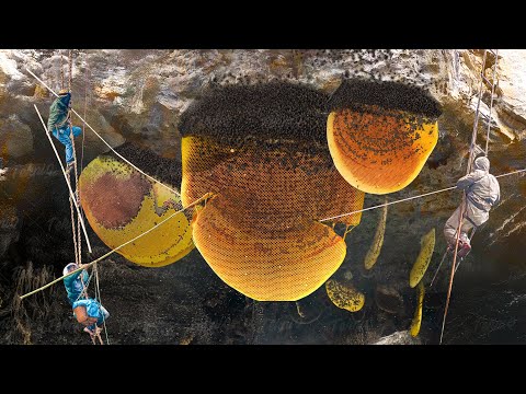 Scary Way They Collect Wild Honey On a Mountain Cliff