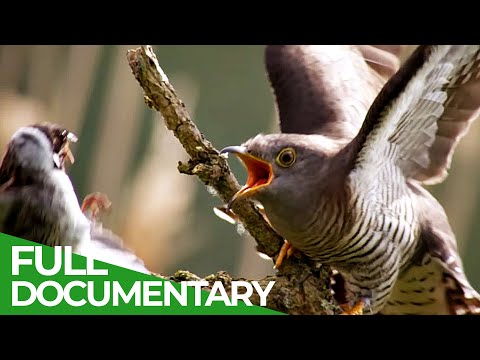 Cuckoo - The Dirty Tricks of Parasitic Birds | Free Documentary Nature