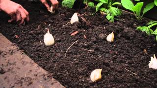 How to plant garlic