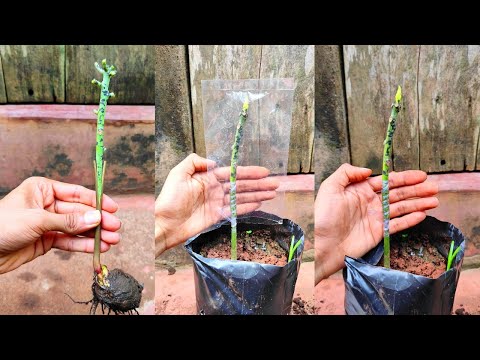 Mango Stone Grafting | 💯 % success results | Mango grafting simple technique