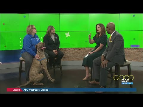 This big, loveable pup thinks he's a lap dog | Good Day on WTOL 11