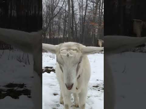 Talkative Goat | Pets Translated