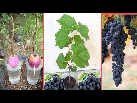 Grapes are growing with cuttings in the onions 🧅 | unique secret |