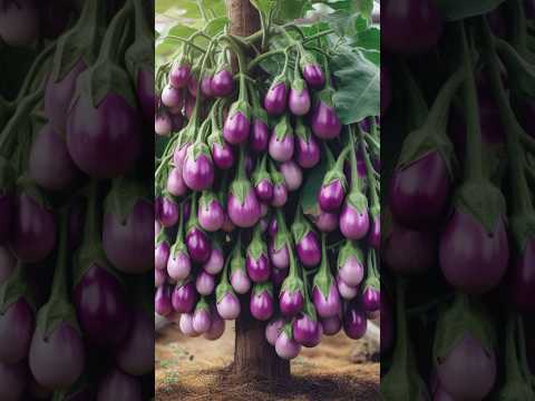 Wow skill palnting Eggplant Banana #garden #fruiting #fruit #reels #shorts #banana #eggplant #tree