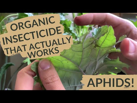 Vegan Organic Insecticide for Vegetable Garden