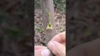 Simple Grafting Techniques #graftingskills #treehouse #grafting #plantlover #shorts #nature #ytshort