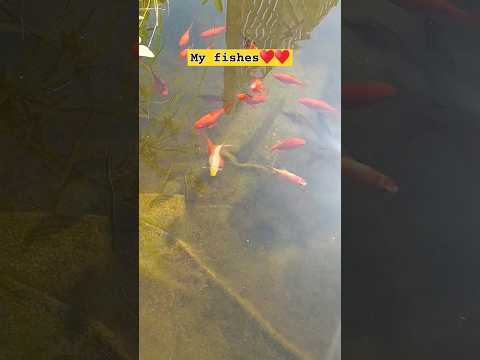 My lovely fishes♥️♥️♥️           ... #80smusic #song #travel #india #nature #germany #fishes#pond