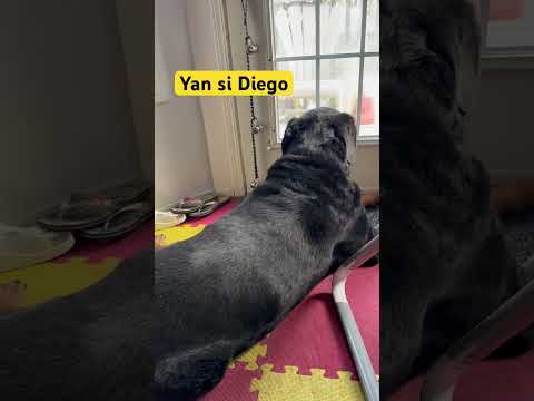 #dog#shortvideo #highlights #everyone #view #friends