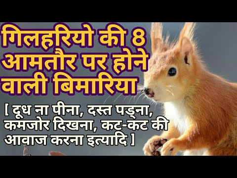 Squirrel Baby Care- Common Desease and Precaution सावधानियां