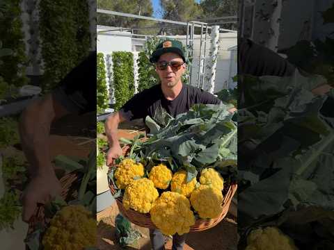 7 yellow cauliflowers harvested from one aeroponic tower 💛. #gardening #farming