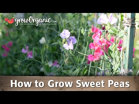 How To Grow Sweet Peas