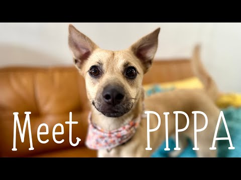 Pippa Bambi is the most adorable fox-dog hybrid you'll ever see!