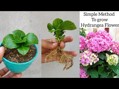 How to grow Hydrangea plant | Simple method to Grow Hydrangea plant From Cuttings