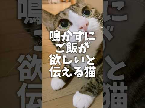 最後こんな表情されたら…我慢出来ない#cats #shorts #球太