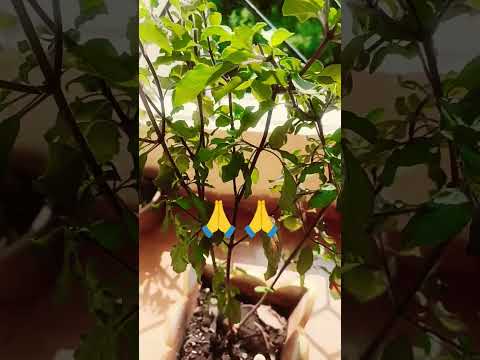 Guruwar ko Tulsi mein kya chadhana chahie  🙏 # short viral video