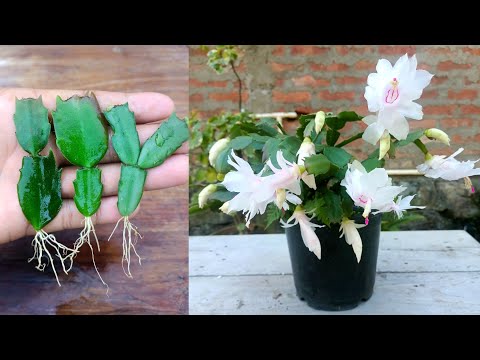 How to grow Christmas cactus plant with tissue paper | Christmas cactus care