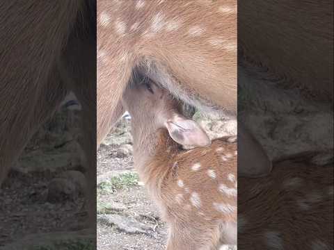 奈良の鹿❤️CM風の奈良の鹿🦌 #おもしろ #動物 #奈良公園 #shorts