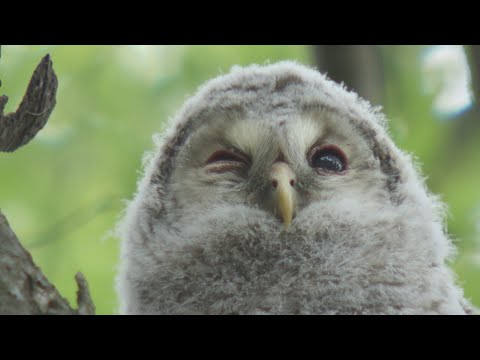 モフモフ…かわいすぎる！フクロウの赤ちゃん　うとうと、ウインク、愛らしい姿で魅了　神社に現れ幸せ招く　福島