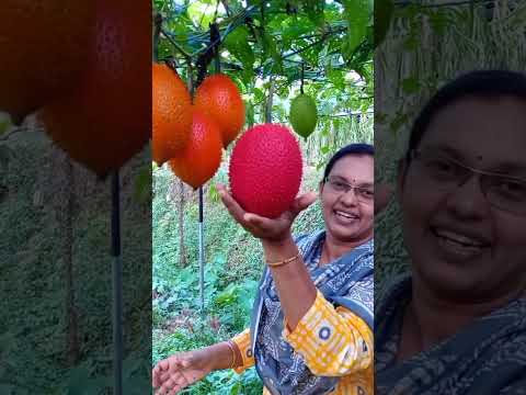 GAC FRUIT FARMING